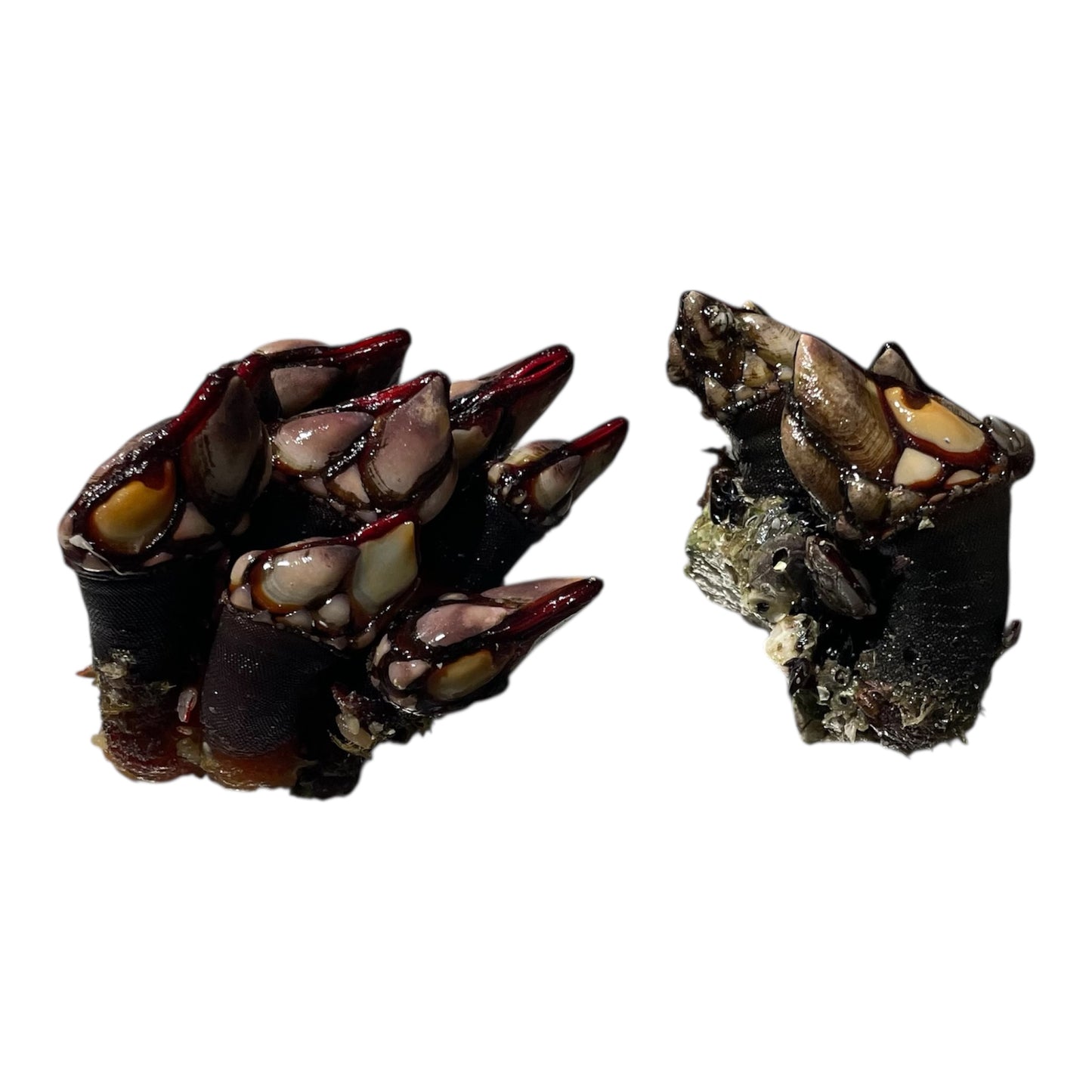 Percebes medianos frescos de Galicia, marisco de roca de alta calidad.