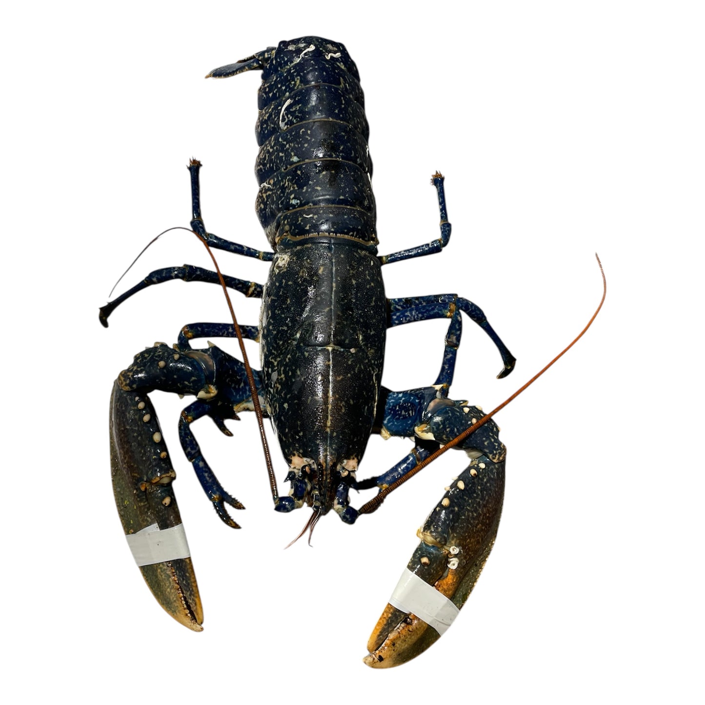 Bogavante gallego fresco, capturado en las costas de Galicia.