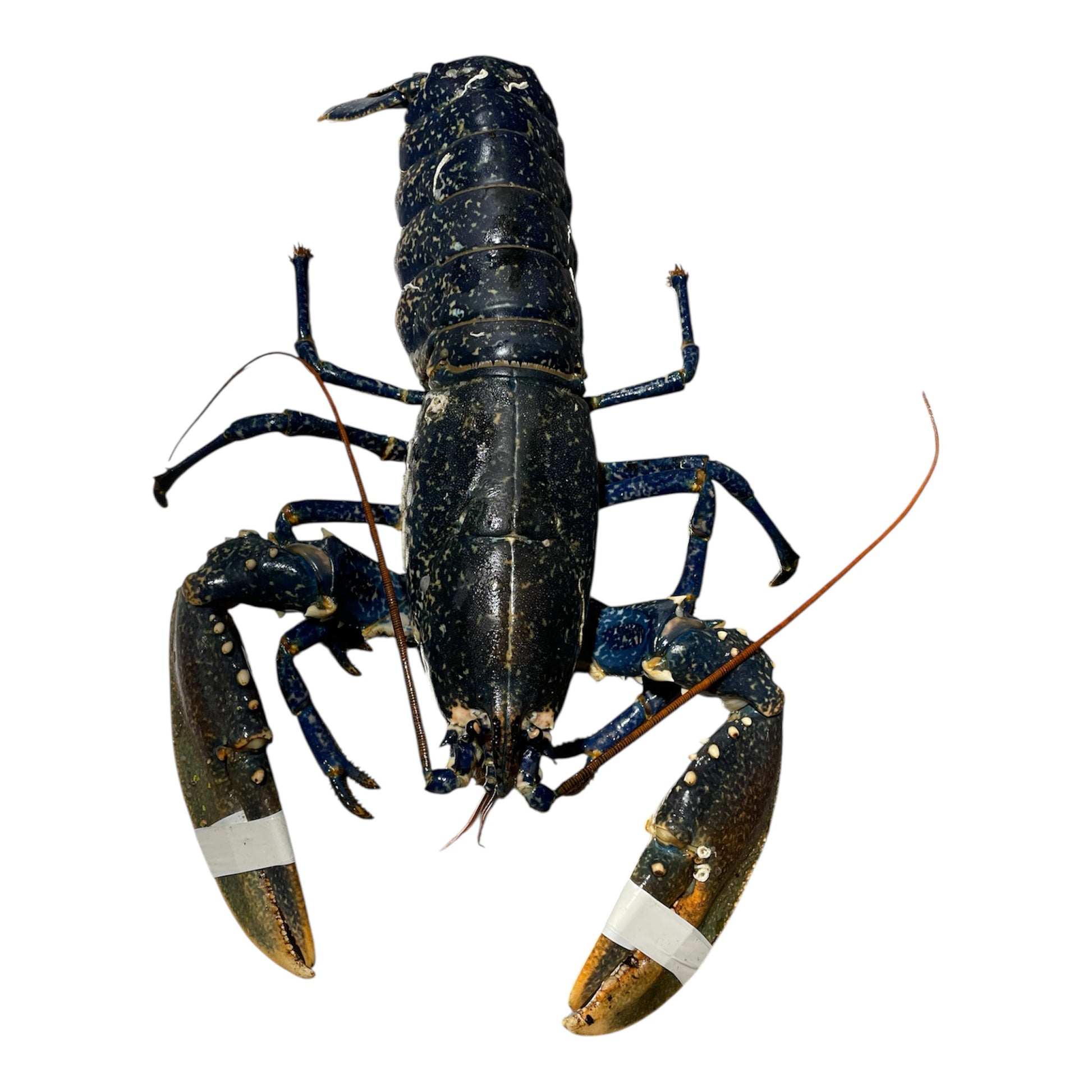 Bogavante gallego fresco, capturado en las costas de Galicia.