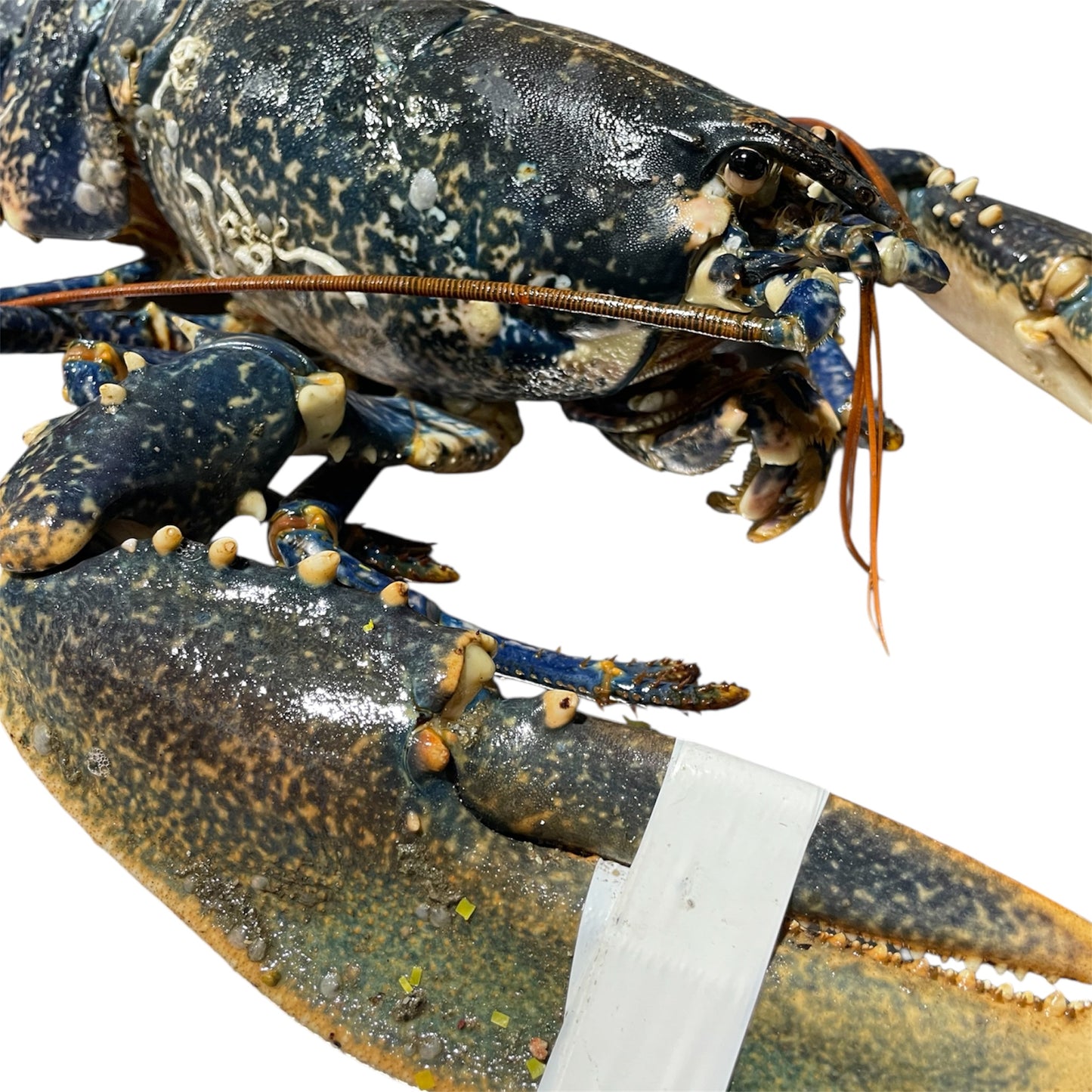 Bogavante gallego fresco, capturado en las costas de Galicia.