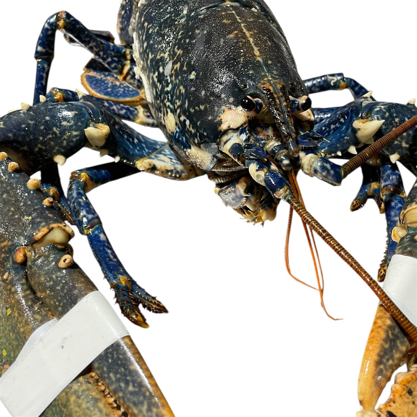 Bogavante gallego fresco, capturado en las costas de Galicia.