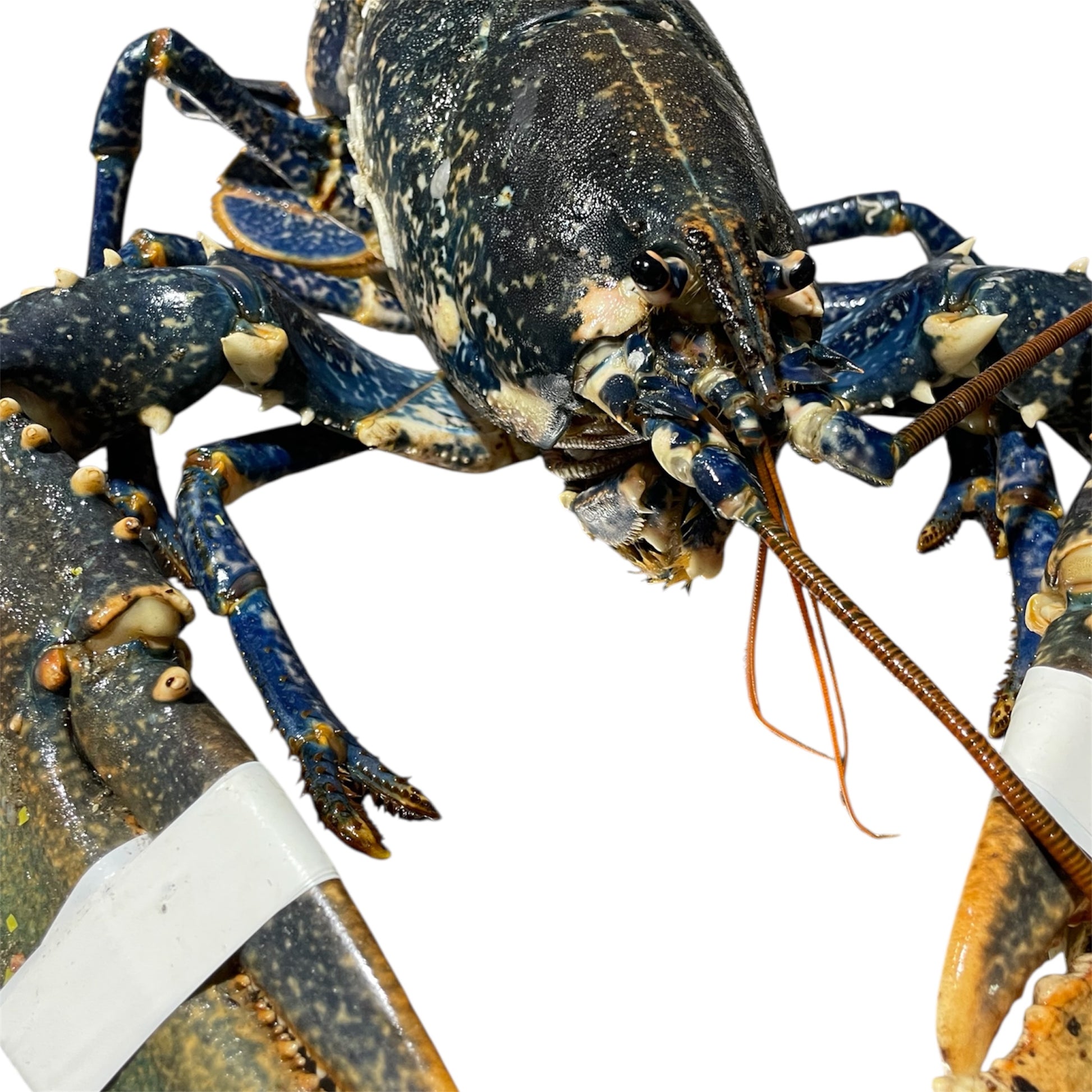 Bogavante gallego fresco, capturado en las costas de Galicia.