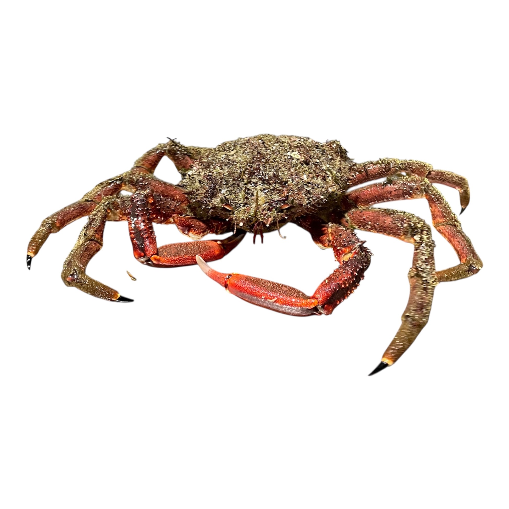 Centolla gallega grande, pieza premium de las Rías Baixas.