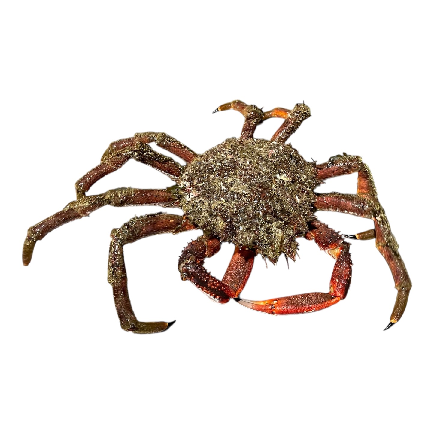 Centolla gallega grande, pieza de las Rías Baixas.