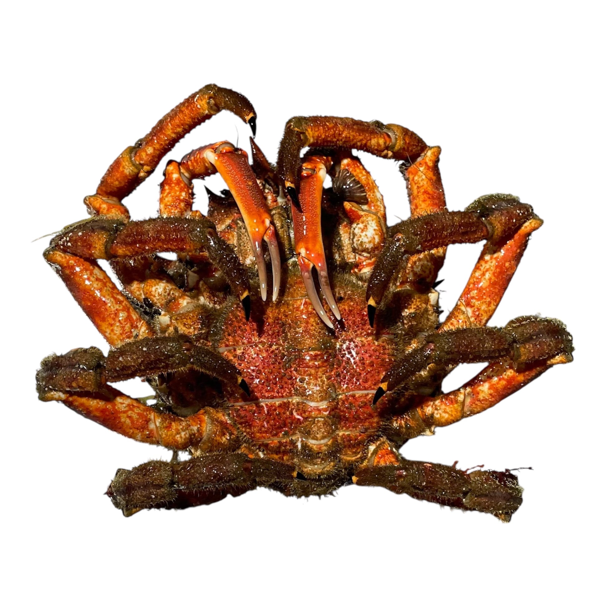 Centolla gallega grande, pieza premium de las Rías Baixas.