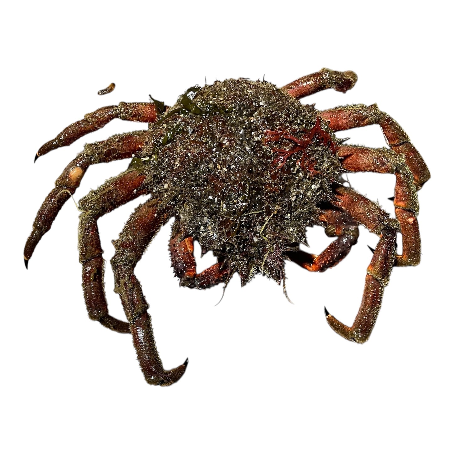 Centolla gallega de tamaño pequeño, marisco fresco tradicional.