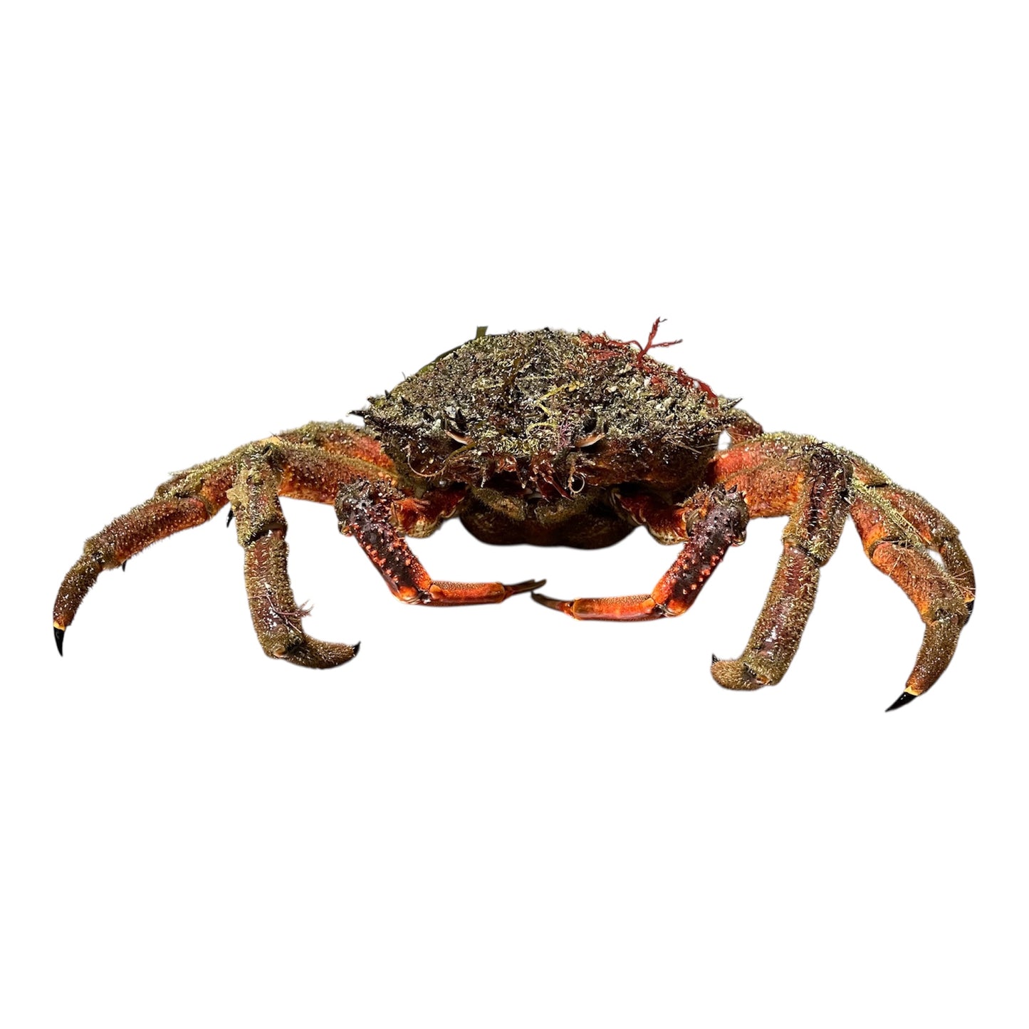 Centolla gallega de tamaño pequeño, marisco fresco tradicional.