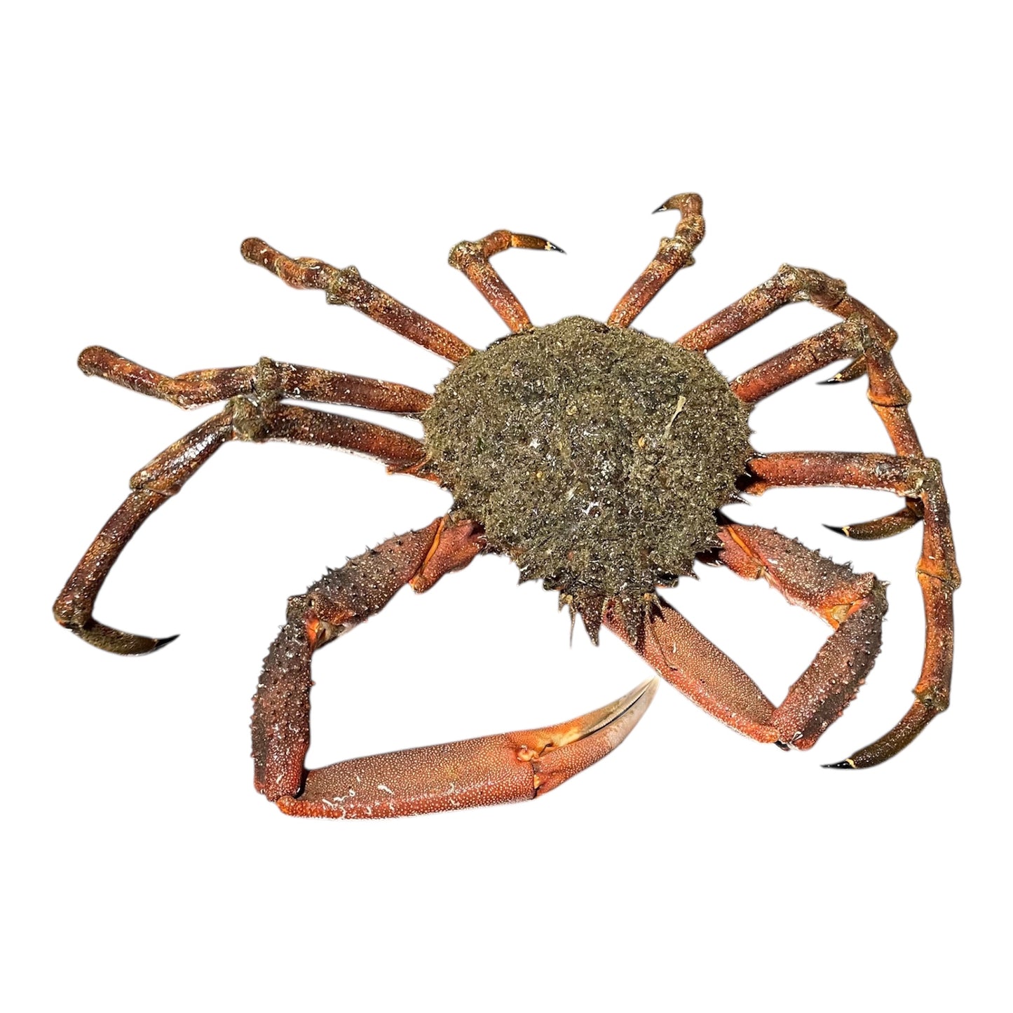 Centollo gallego fresco, marisco clásico de las rías de Galicia.