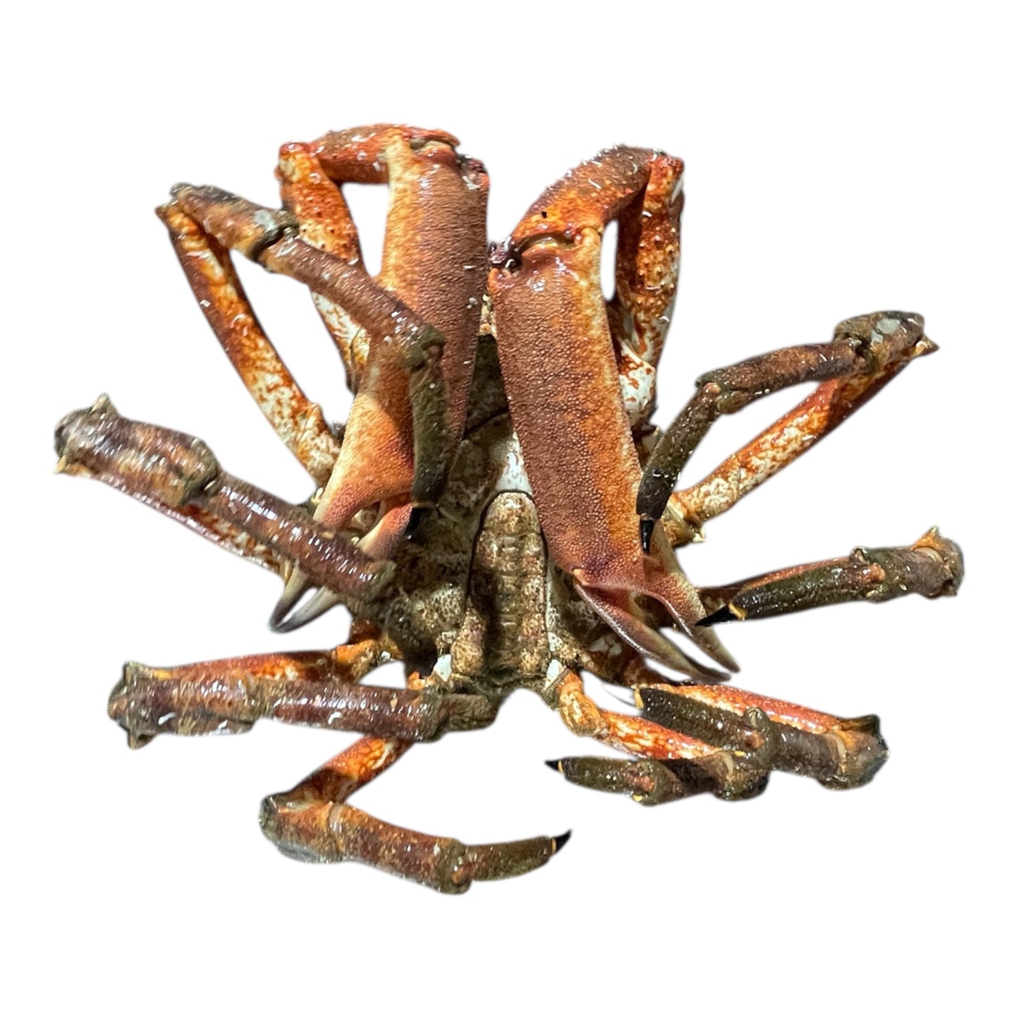 Centollo gallego fresco, marisco de las rías de Galicia.