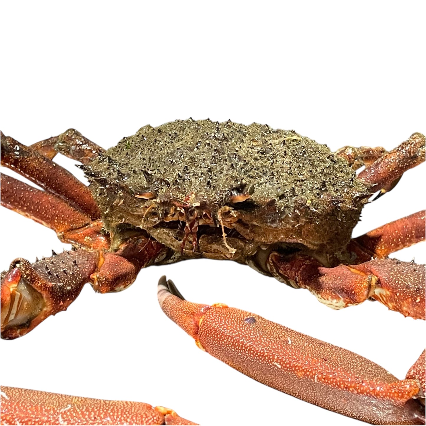 Centollo gallego fresco