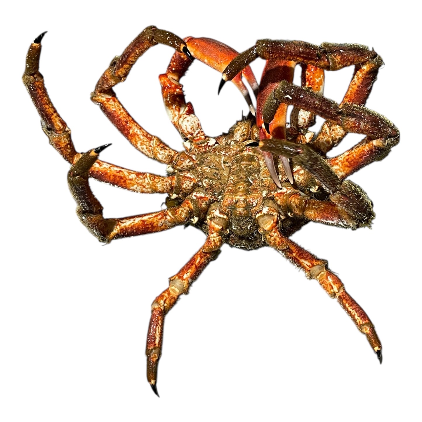 Centollo gallego fresco, marisco clásico