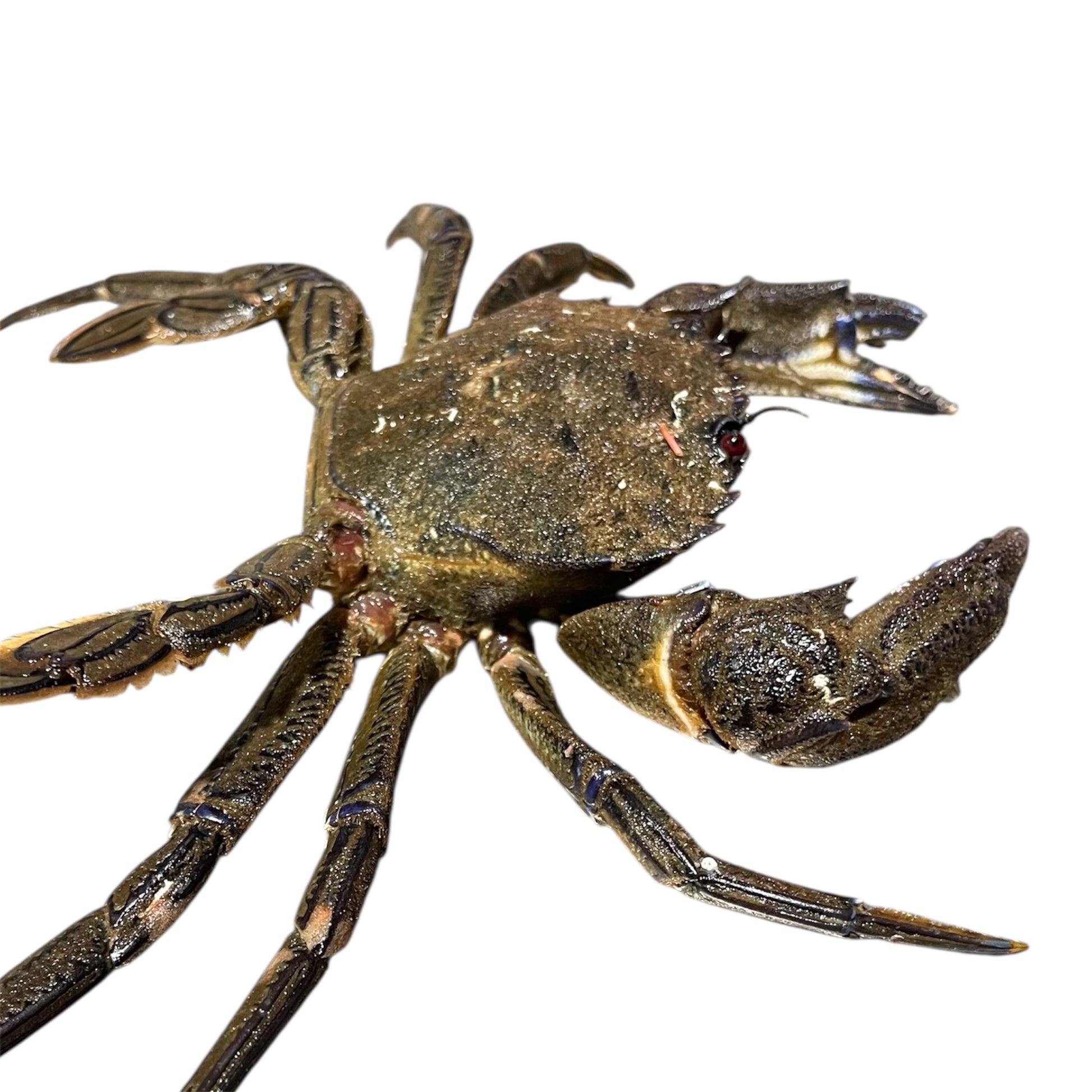 Nécora Extra fresca de Galicia, fotografía de marisco de calidad premium.