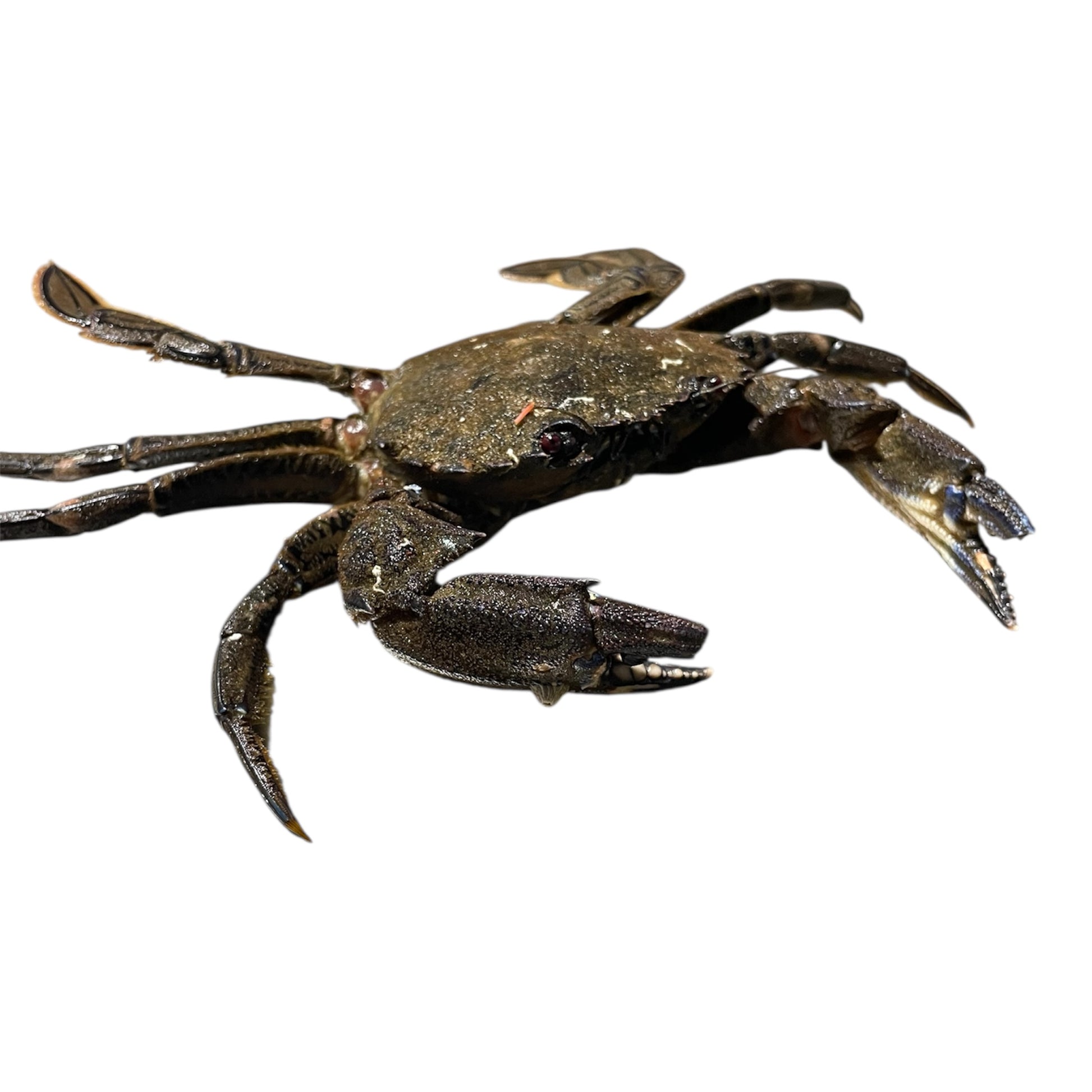 Nécora Extra fresca de Galicia, fotografía de marisco de calidad premium.