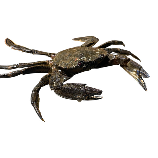 Nécora Extra fresca de Galicia, fotografía de marisco de calidad premium.