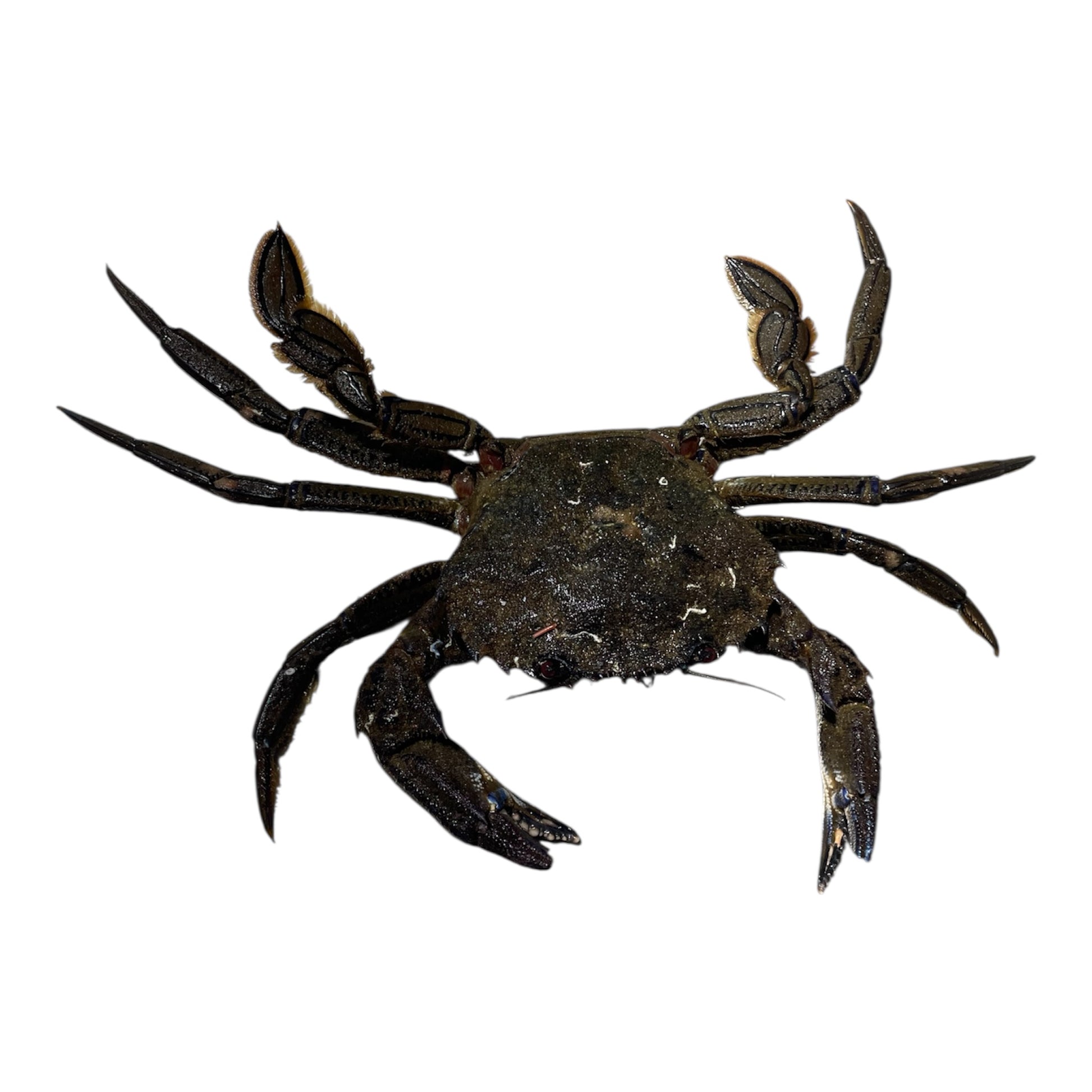 Nécora Extra fresca de Galicia, fotografía de marisco de calidad premium.