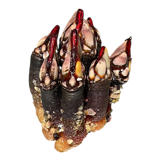 Percebes gordos gallegos premium, pieza gruesa y de alto valor.