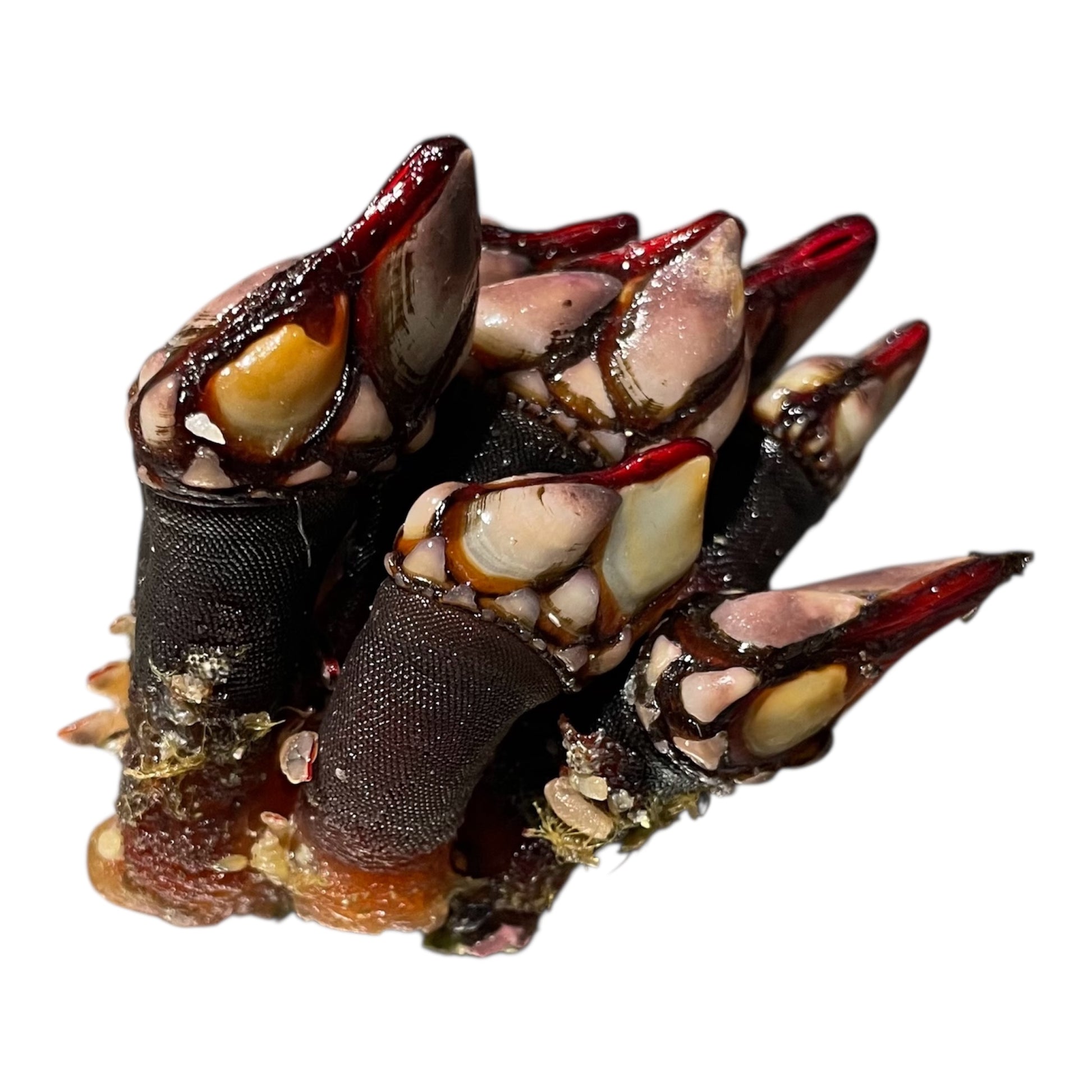 Percebes gordos gallegos premium.