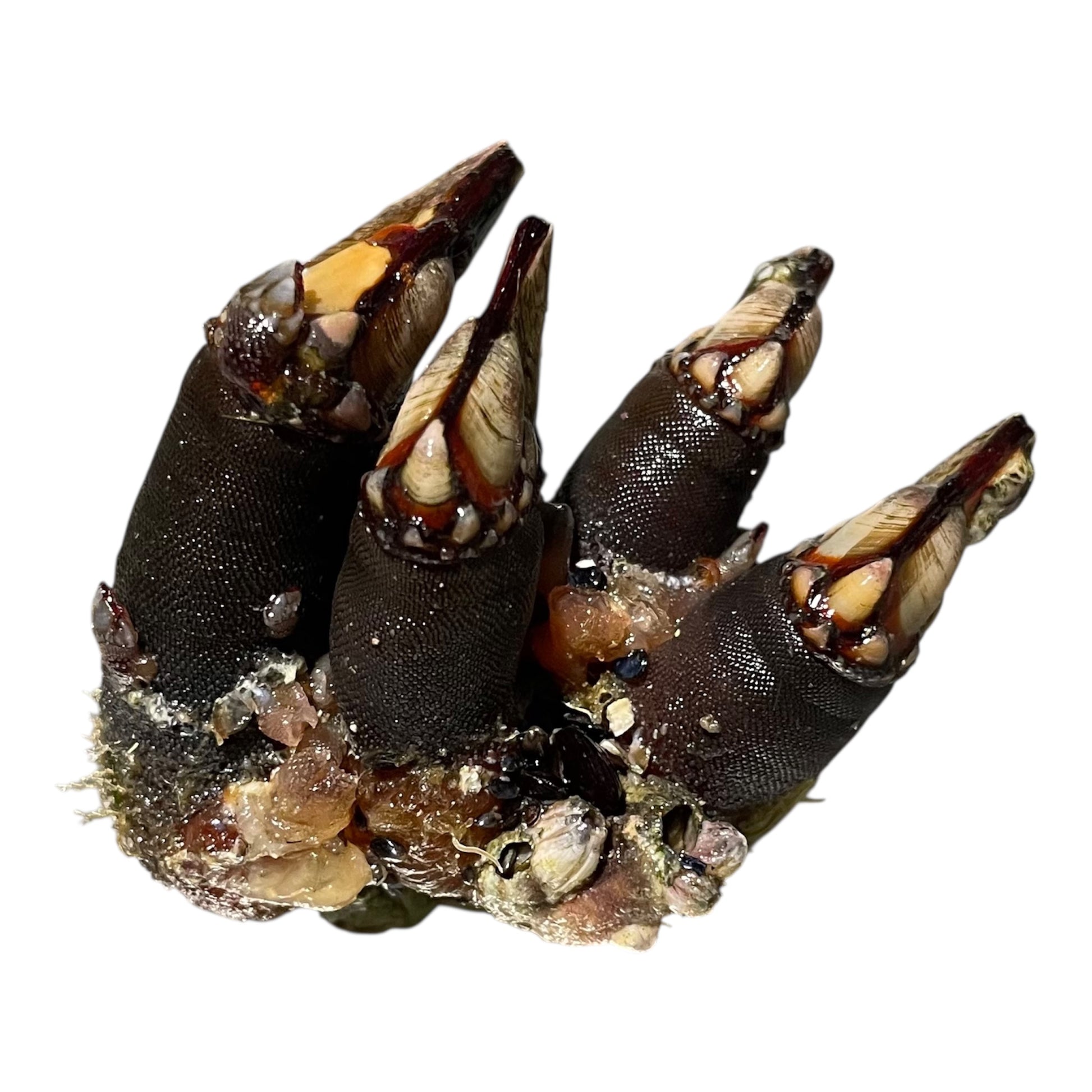Percebes medianos frescos de Galicia, marisco de roca de alta calidad.
