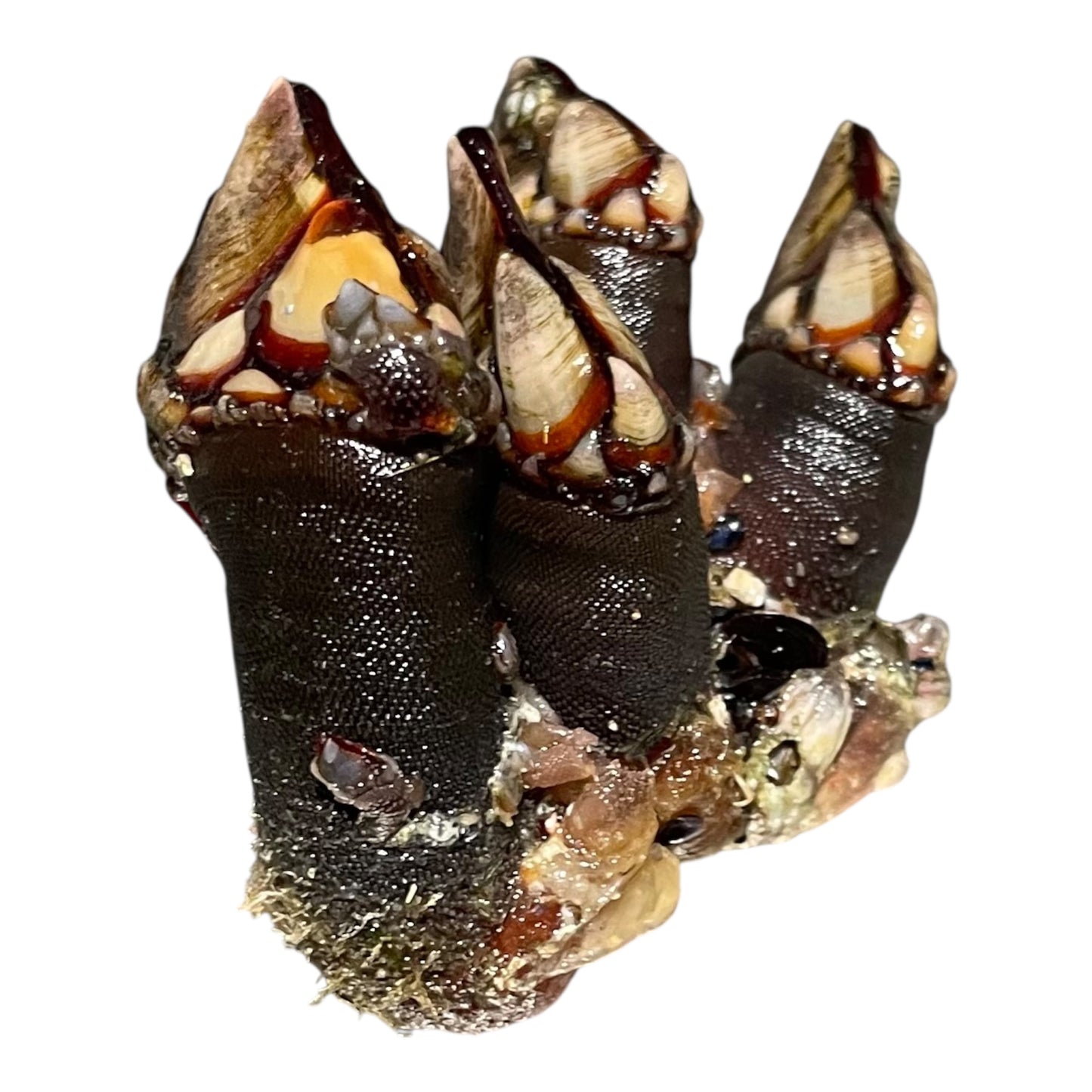 Percebes medianos frescos de Galicia, marisco de roca de alta calidad.