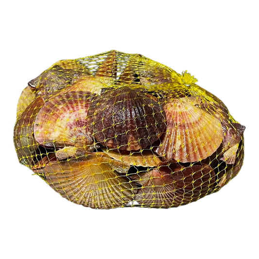 Volandeira fresca de Cambados, marisco similar a la vieira, típico gallego.